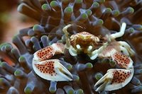 Borneo Derawan Archipelago, Nunukan crab